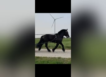Más caballos de sangre fría, Caballo castrado, 6 años, 168 cm, Negro