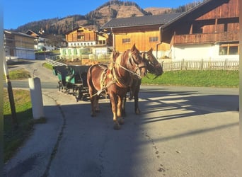 Más caballos de sangre fría, Caballo castrado, 6 años, 170 cm, Alazán-tostado