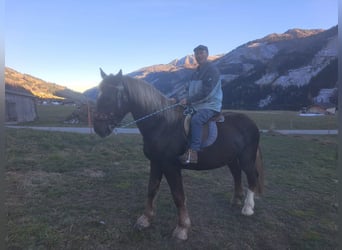 Más caballos de sangre fría, Caballo castrado, 6 años, 170 cm, Alazán-tostado