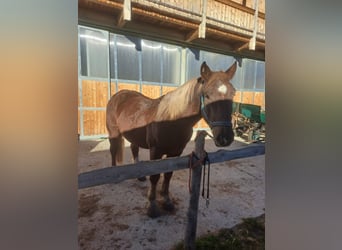 Más caballos de sangre fría, Caballo castrado, 6 años, 170 cm, Alazán-tostado