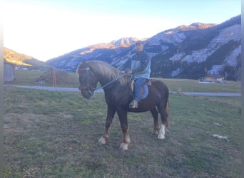 Más caballos de sangre fría, Caballo castrado, 6 años, 170 cm, Alazán-tostado