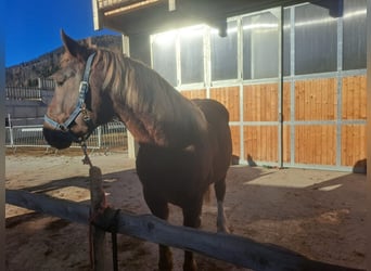 Más caballos de sangre fría, Caballo castrado, 6 años, 170 cm, Alazán-tostado