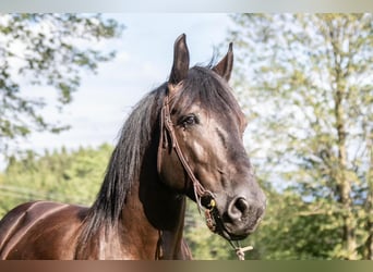 Más caballos de sangre fría, Caballo castrado, 6 años, 170 cm, Negro