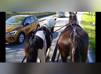 Más caballos de sangre fría, Caballo castrado, 7 años, 157 cm, Pío