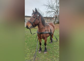 Más caballos de sangre fría, Caballo castrado, 7 años, 160 cm, Tordo ruano