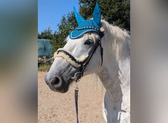 Más caballos de sangre fría, Caballo castrado, 7 años, 163 cm, Tordo rodado