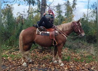 Más caballos de sangre fría, Caballo castrado, 7 años, 164 cm, Alazán