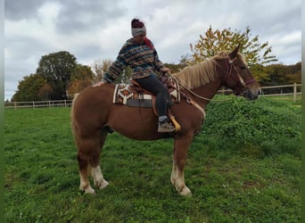 Más caballos de sangre fría, Caballo castrado, 7 años, 164 cm, Alazán