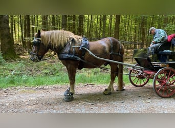 Más caballos de sangre fría, Caballo castrado, 7 años, 165 cm, Alazán