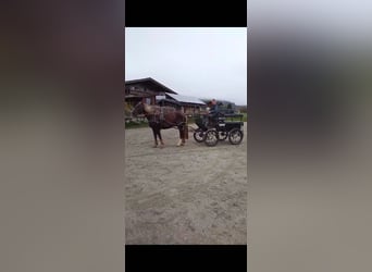 Más caballos de sangre fría, Caballo castrado, 7 años, 170 cm, Alazán-tostado