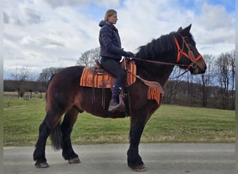 Más caballos de sangre fría, Caballo castrado, 8 años, 163 cm, Castaño