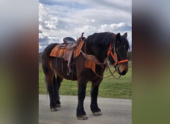 Más caballos de sangre fría, Caballo castrado, 8 años, 163 cm, Castaño