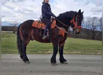 Más caballos de sangre fría, Caballo castrado, 8 años, 163 cm, Castaño