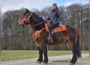 Más caballos de sangre fría, Caballo castrado, 8 años, 163 cm, Castaño