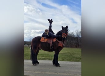 Más caballos de sangre fría, Caballo castrado, 8 años, 163 cm, Castaño