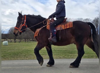 Más caballos de sangre fría, Caballo castrado, 8 años, 163 cm, Castaño