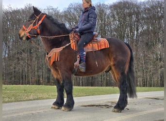 Más caballos de sangre fría, Caballo castrado, 8 años, 163 cm, Castaño