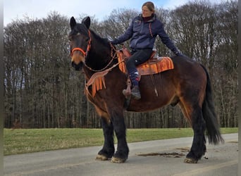 Más caballos de sangre fría, Caballo castrado, 8 años, 163 cm, Castaño