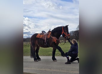 Más caballos de sangre fría, Caballo castrado, 8 años, 163 cm, Castaño