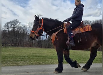 Más caballos de sangre fría, Caballo castrado, 8 años, 163 cm, Castaño