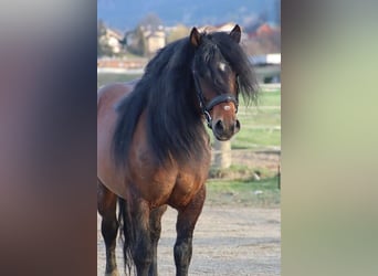 Más caballos de sangre fría, Caballo castrado, 9 años, 148 cm, Castaño