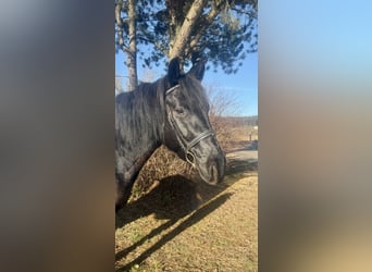 Más caballos de sangre fría, Caballo castrado, 9 años, 160 cm, Negro