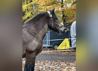 Más caballos de sangre fría, Caballo castrado, 9 años, 169 cm, Castaño