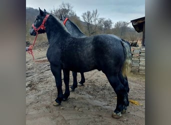 Más caballos de sangre fría, Semental, 3 años, 170 cm, Tordo