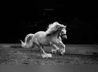 Más caballos de sangre fría, Semental, 15 años, 164 cm, Tordo