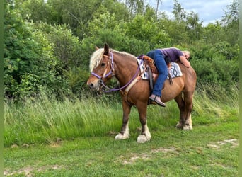 Más caballos de sangre fría, Yegua, 10 años, 154 cm, Alazán-tostado