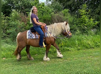 Más caballos de sangre fría, Yegua, 10 años, 154 cm, Alazán-tostado