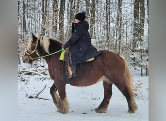 Más caballos de sangre fría, Yegua, 10 años, 155 cm, Alazán