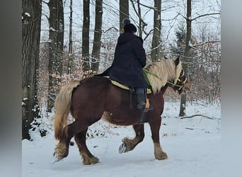 Más caballos de sangre fría, Yegua, 10 años, 155 cm, Alazán