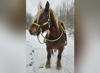 Más caballos de sangre fría, Yegua, 10 años, 155 cm, Alazán