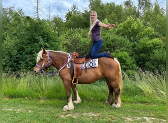 Más caballos de sangre fría, Yegua, 10 años, 155 cm, Alazán-tostado