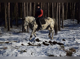 Más caballos de sangre fría Mestizo, Yegua, 10 años, 162 cm, Atigrado/Moteado