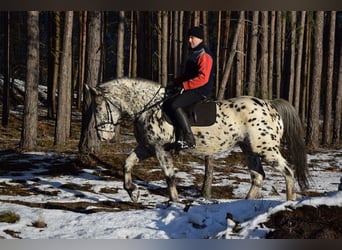 Más caballos de sangre fría Mestizo, Yegua, 10 años, 162 cm, Atigrado/Moteado