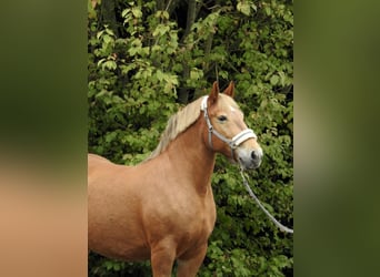 Más caballos de sangre fría, Yegua, 11 años, 155 cm, Alazán