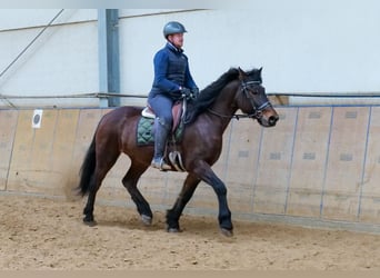 Más caballos de sangre fría, Yegua, 11 años, 160 cm, Castaño