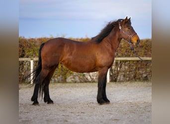 Más caballos de sangre fría, Yegua, 11 años, 160 cm, Castaño