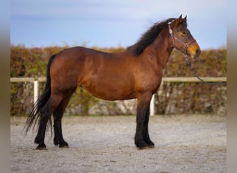 Más caballos de sangre fría, Yegua, 11 años, 160 cm, Castaño