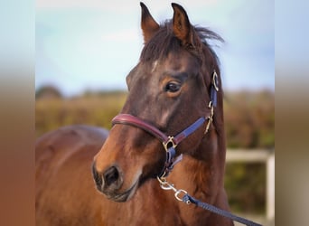 Más caballos de sangre fría, Yegua, 11 años, 160 cm, Castaño