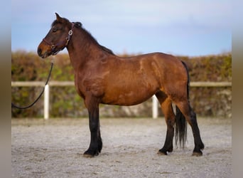 Más caballos de sangre fría, Yegua, 11 años, 160 cm, Castaño