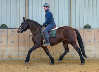 Más caballos de sangre fría, Yegua, 11 años, 160 cm, Castaño