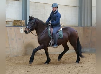 Más caballos de sangre fría, Yegua, 11 años, 160 cm, Castaño