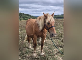 Más caballos de sangre fría, Yegua, 11 años, 168 cm, Alazán