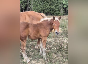 Más caballos de sangre fría, Yegua, 11 años, 168 cm, Alazán
