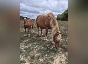 Más caballos de sangre fría, Yegua, 11 años, 168 cm, Alazán