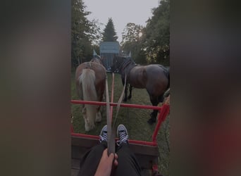 Más caballos de sangre fría Mestizo, Yegua, 11 años, Musgo marrón