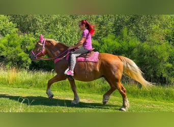 Más caballos de sangre fría, Yegua, 12 años, 163 cm, Alazán